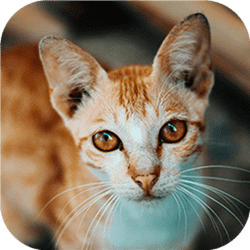 猫だらけのパズルチャレンジゲーム